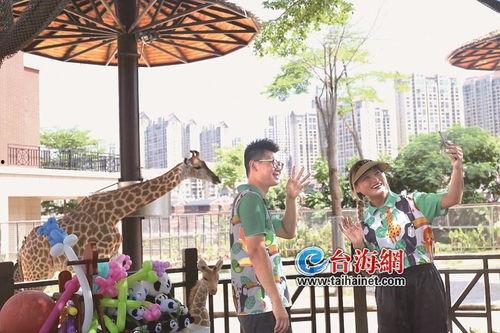 厦门爆料长颈鹿视频播放,视频曝光萌态瞬间,网友直呼可爱爆表! 第2张 厦门爆料长颈鹿视频播放,视频曝光萌态瞬间,网友直呼可爱爆表! 第2张